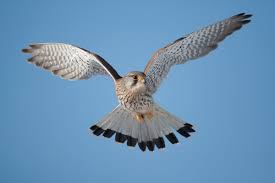 Attēlu rezultāti vaicājumam “Falco tinnunculus adult”