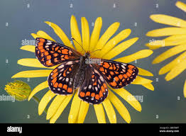 Attēlu rezultāti vaicājumam “Euphydryas maturna larva”