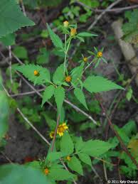 Attēlu rezultāti vaicājumam “Bidens frondosa flower”