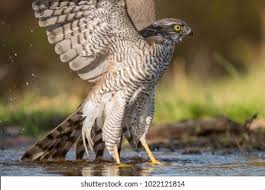 Attēlu rezultāti vaicājumam “Accipiter nisus”