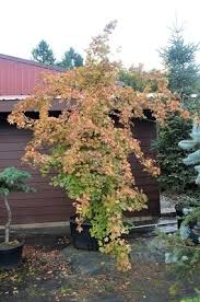 Attēlu rezultāti vaicājumam “Acer campestre”