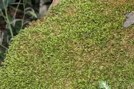 Attēlu rezultāti vaicājumam “Antitrichia curtipendula sporophyte”