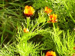 Image result for Adonis aestivalis