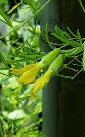 Attēlu rezultāti vaicājumam “Caragana arborescens flower”