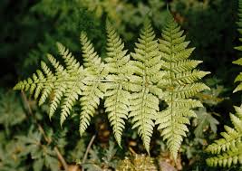 Attēlu rezultāti vaicājumam “Dryopteris dilatata”