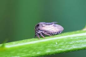 Attēlu rezultāti vaicājumam “Centrotus cornutus”