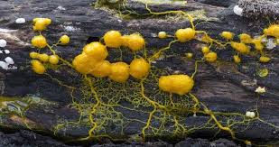 Attēlu rezultāti vaicājumam “Physarum orbis macro”