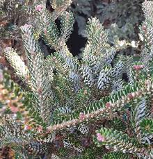 Attēlu rezultāti vaicājumam “Abies koreana”