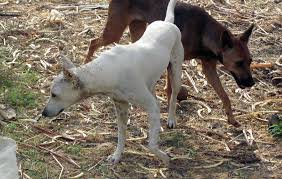 Attēlu rezultāti vaicājumam “Canis lupus familiaris”