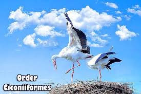 Attēlu rezultāti vaicājumam “Ciconiiformes”