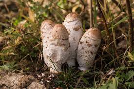 Attēlu rezultāti vaicājumam “Coprinus comatus”