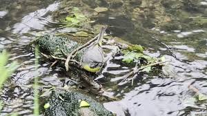 Image result for Trafford Mv Rfcc