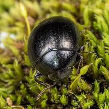 Attēlu rezultāti vaicājumam “Byrrhidae”