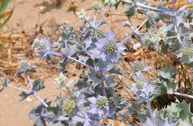 Attēlu rezultāti vaicājumam “Eryngium maritimum”