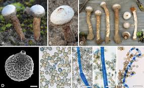 Attēlu rezultāti vaicājumam “Physarum globuliferum stalked”