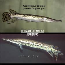 Image result for Garstang A S C