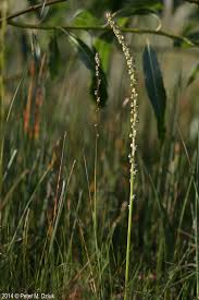 Attēlu rezultāti vaicājumam “Triglochin palustre fruit”