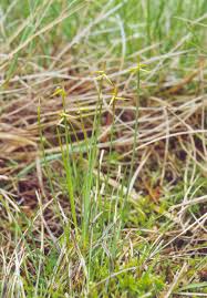 Attēlu rezultāti vaicājumam “Carex pauciflora”
