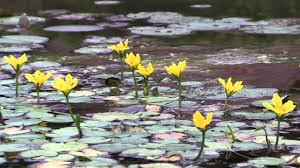 Image result for Seekanne