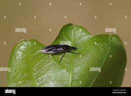 Attēlu rezultāti vaicājumam “Bibionidae female”