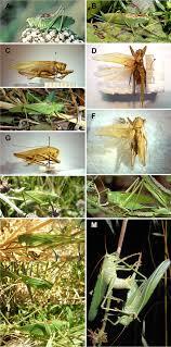 Attēlu rezultāti vaicājumam “Tettigonia cantans”