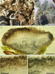 Attēlu rezultāti vaicājumam “Thelopsis rubella”