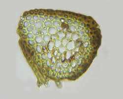 Attēlu rezultāti vaicājumam “Hymenostylium recurvirostrum macro”