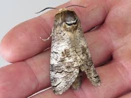 Attēlu rezultāti vaicājumam “Cossus cossus”