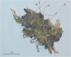 Attēlu rezultāti vaicājumam “Plagiothecium latebricola macro”