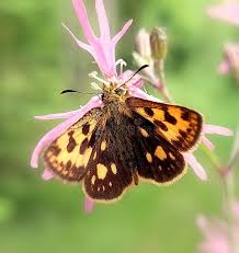 Attēlu rezultāti vaicājumam “Carterocephalus silvicolus”