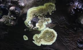 Attēlu rezultāti vaicājumam “Coniophora puteana”