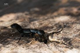 Billedresultat for rovbille