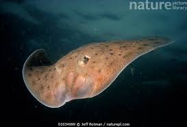 Image result for Dipturus batis