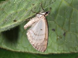 Attēlu rezultāti vaicājumam “Hydriomena impluviata”