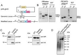 Attēlu rezultāti vaicājumam “Colloderma oculatum plasmodium”