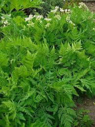 Image result for Myrrhis odorata