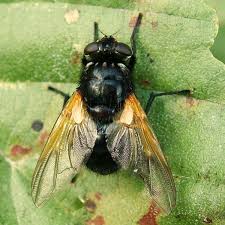 Attēlu rezultāti vaicājumam “Mesembrina meridiana”