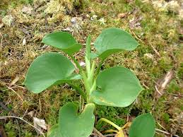 Attēlu rezultāti vaicājumam “Calla palustris leaf”
