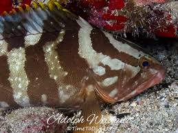 Image result for Epinephelus striatus
