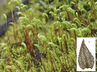 Attēlu rezultāti vaicājumam “Hygroamblystegium tenax”