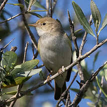 Image result for Phylloscopus orientalis