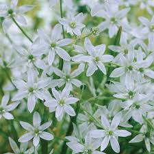Attēlu rezultāti vaicājumam “Ornithogalum umbellatum flower”