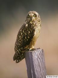 Attēlu rezultāti vaicājumam “Asio flammeus adult”