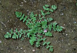 Attēlu rezultāti vaicājumam “Erodium cicutarium leaf”