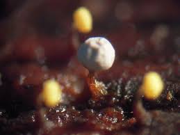 Attēlu rezultāti vaicājumam “Diderma montanum macro”