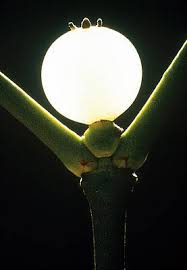 Attēlu rezultāti vaicājumam “Viscum album fruit”