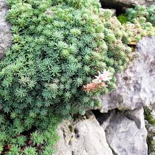 Attēlu rezultāti vaicājumam “Sedum hispanicum fruit”