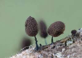 Attēlu rezultāti vaicājumam “Stemonitopsis aequalis (var. aequalis) stalked”