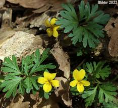 Attēlu rezultāti vaicājumam “Viola collina leaf”