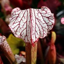 Attēlu rezultāti vaicājumam “Neckera complanata sporophyte”